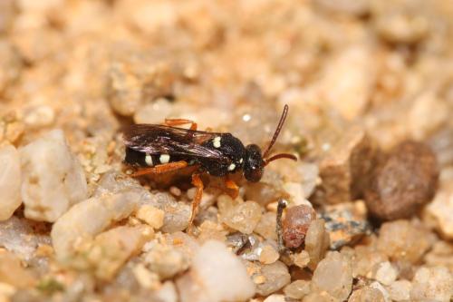 Nomada errans